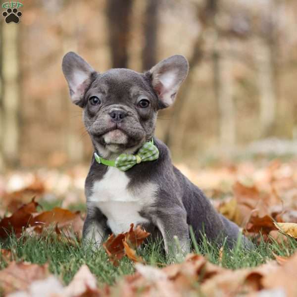 Nico, French Bulldog Puppy