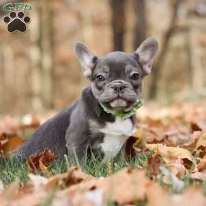 Nico, French Bulldog Puppy