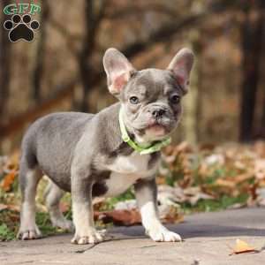 Nico, French Bulldog Puppy