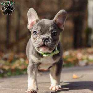 Nico, French Bulldog Puppy