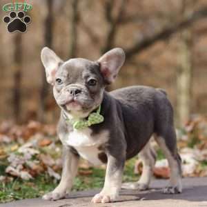 Nico, French Bulldog Puppy