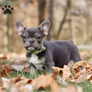 Nico, French Bulldog Puppy