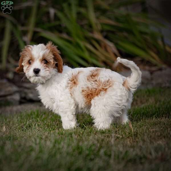 Nicole, Cavapoo Puppy