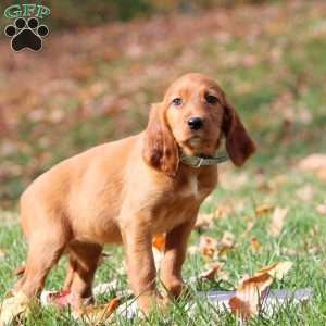 Nicole, Irish Setter Puppy