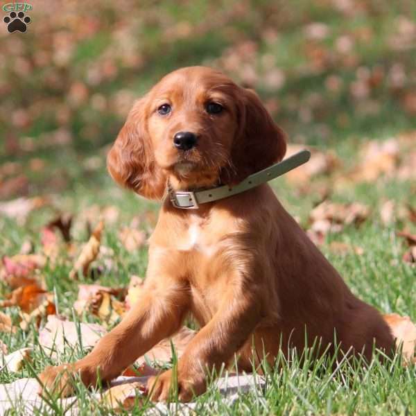 Nicole, Irish Setter Puppy