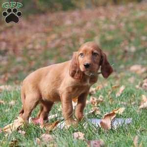 Nicole, Irish Setter Puppy