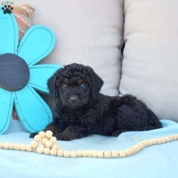 Nike-F1B, Cavapoo Puppy