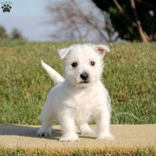 Nikko, West Highland Terrier Puppy