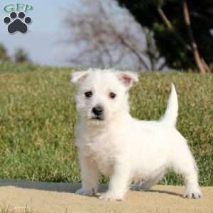 Nikko, West Highland Terrier Puppy