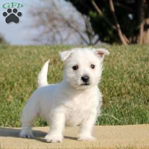 Nikko, West Highland Terrier Puppy