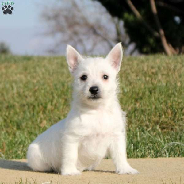 Nina, West Highland Terrier Puppy