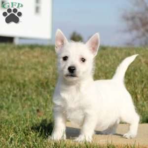 Nina, West Highland Terrier Puppy