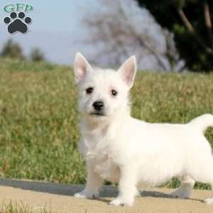 Nina, West Highland Terrier Puppy