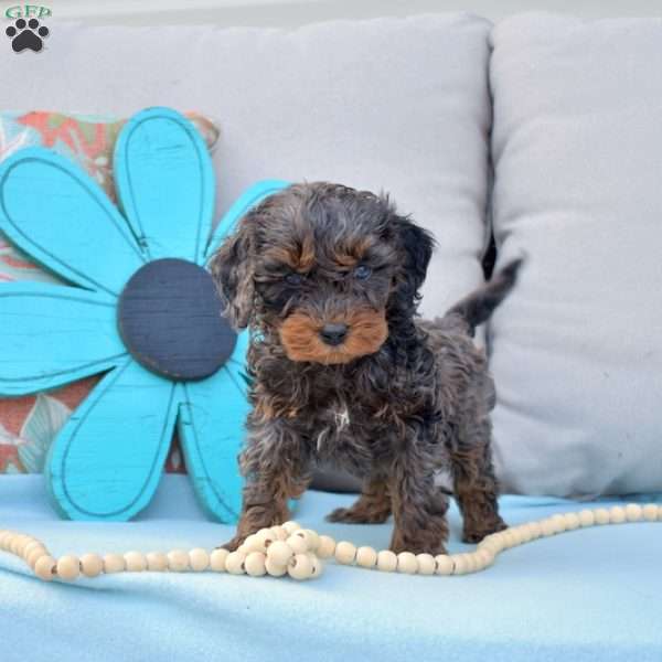 Noah-F1B, Cavapoo Puppy