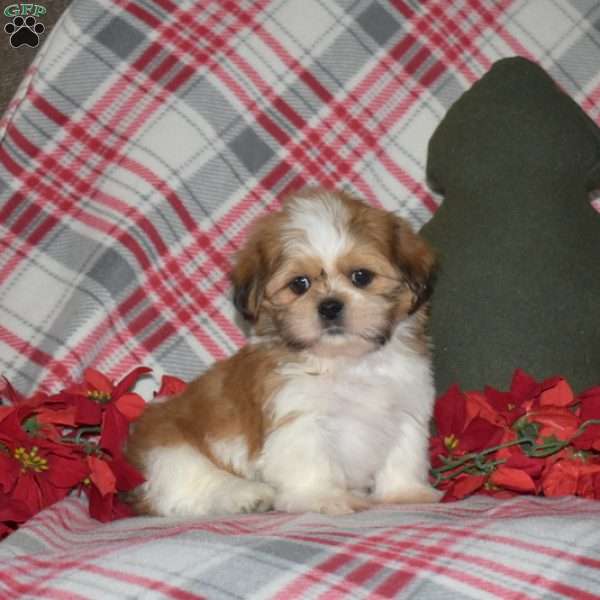 Noah, Shih Tzu Puppy