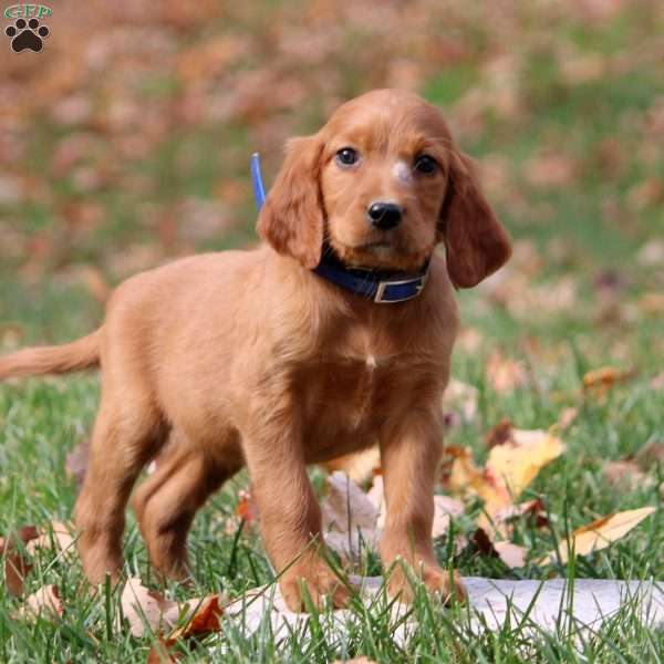 Noah, Irish Setter Puppy