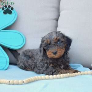 Noah-F1B, Cavapoo Puppy