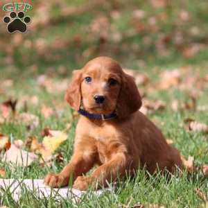 Noah, Irish Setter Puppy