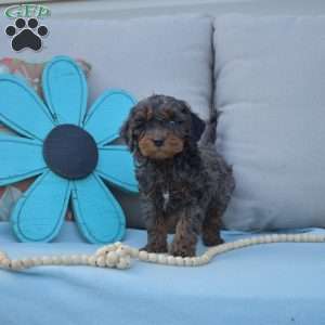 Noah-F1B, Cavapoo Puppy