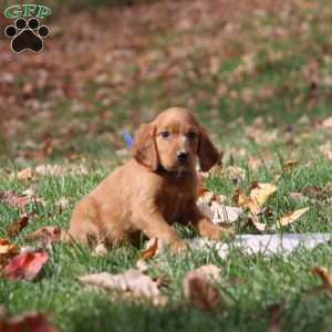 Noah, Irish Setter Puppy