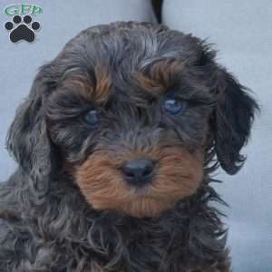 Noah-F1B, Cavapoo Puppy