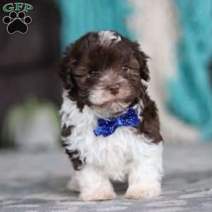 Noble, Havanese Puppy