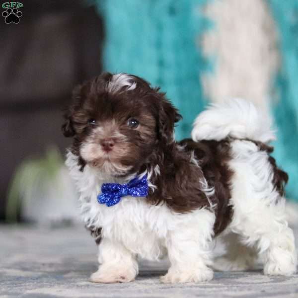 Noble, Havanese Puppy