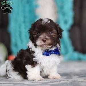 Noble, Havanese Puppy