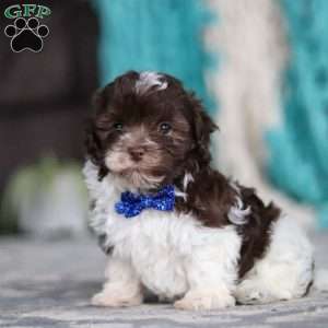 Noble, Havanese Puppy