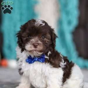 Noble, Havanese Puppy