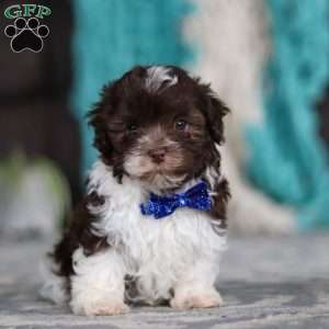 Noble, Havanese Puppy