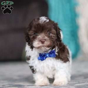 Noble, Havanese Puppy