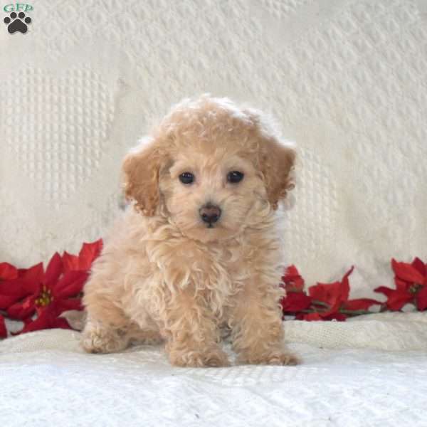 Noel, Toy Poodle Mix Puppy