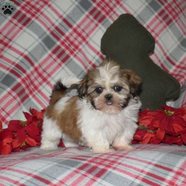 Noel, Shih Tzu Puppy