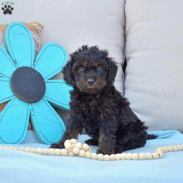 Noel-F1B, Cavapoo Puppy