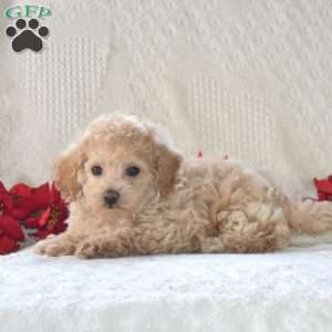 Noel, Toy Poodle Mix Puppy