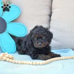 Noel-F1B, Cavapoo Puppy