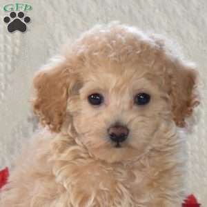 Noel, Toy Poodle Mix Puppy