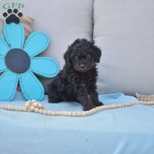 Noel-F1B, Cavapoo Puppy