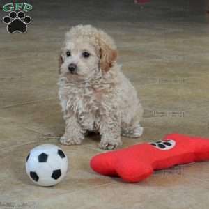 Noel, Toy Poodle Mix Puppy