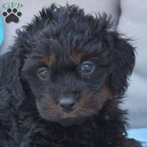 Noel-F1B, Cavapoo Puppy