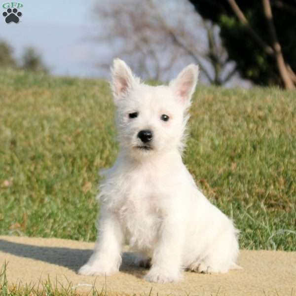 Nolan, West Highland Terrier Puppy