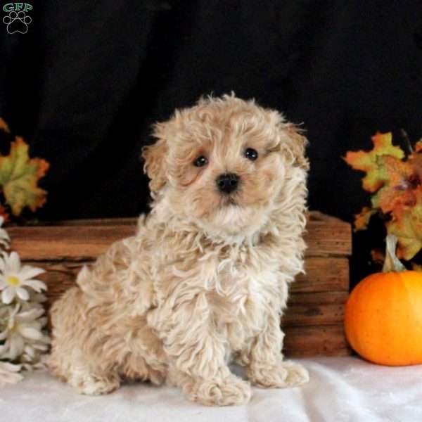 Nolan, Maltipoo Puppy