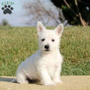 Nolan, West Highland Terrier Puppy