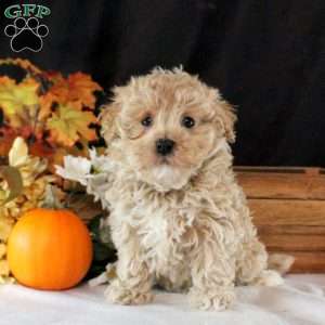 Nolan, Maltipoo Puppy