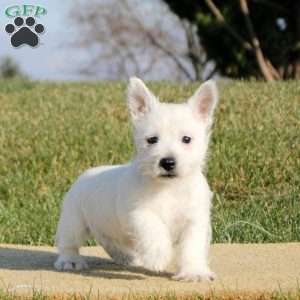 Nolan, West Highland Terrier Puppy