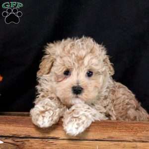 Nolan, Maltipoo Puppy