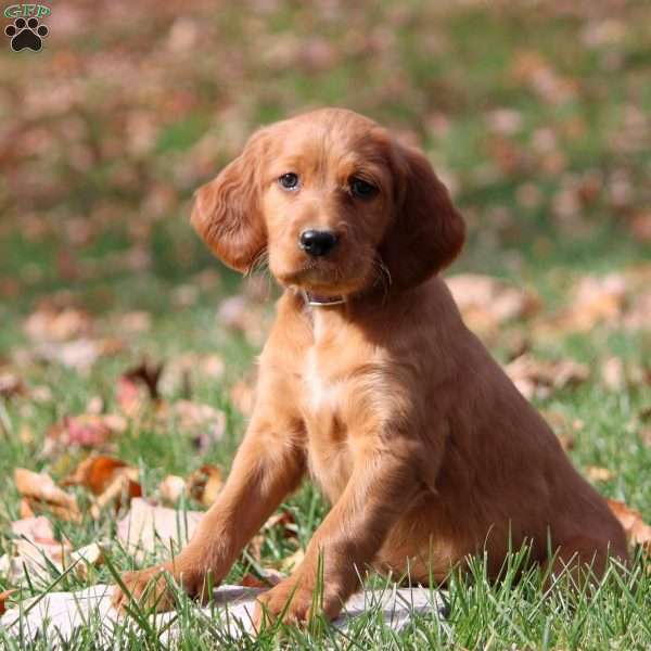 Nora, Irish Setter Puppy