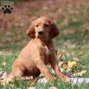 Nora, Irish Setter Puppy