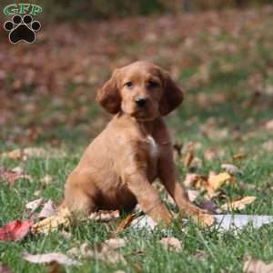 Nora, Irish Setter Puppy